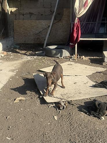 Продажа собак: Доберман, 4 месяца, Самец — 8