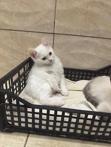 коты белый: Белоснежный котёнок с загнутыми ушками - Окрас: полностью белый — 1
