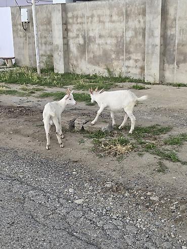 labrador satilir: Erkək, il: 3, Südlük, Ünvandan götürmə — 4