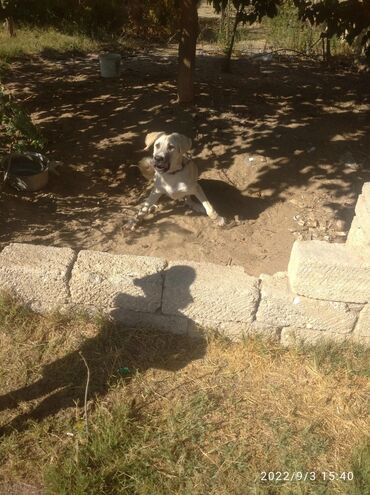 İtlər: Tür: İt (böyük cins, sarı-krem rəngli, qara maskalı) Təyinat: Həyət və — 3