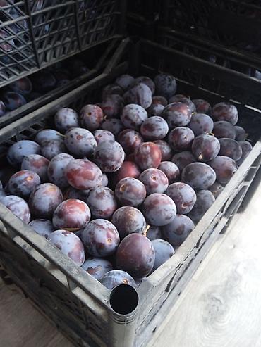 Сливы в ящиках " ТАЛАС" Цена: 100 сом за кг. Осталось немного. - Сорт at lalafo.kg Сливы в ящиках " ТАЛАС" Цена: 100 сом за кг. Осталось немного. - Сорт