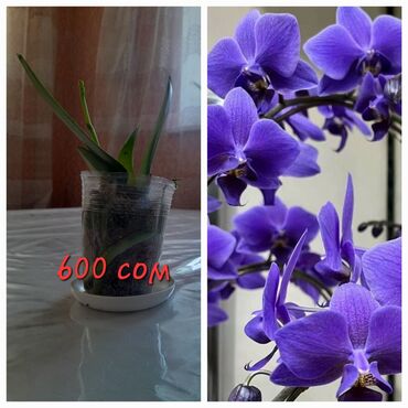 крыша дом: Орхидея сатылат фиолетовый он 1шт бар 600 сомдон