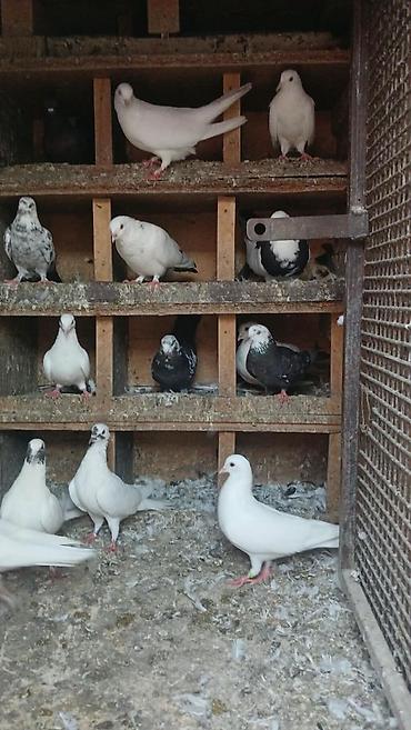 goyercinler: Salam qiymətdə razılaşma olacağ xaricə getdiyim üçün təcilli satılır — 7