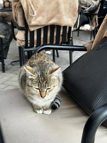 Кошки: Отдаю котенка в добрые руки, нашли на улице
Очень ласковая и спокойная — 2