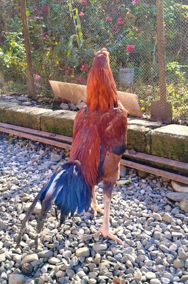 Xoruzlar: Salam Heyratı beçə 80 Heyratı sarıfete Fotoşəkillər Samsung Galaxy A7 — 7