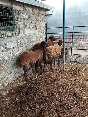 Yumurta: Qala cins quzular satılır 2 dişi 1 erkək diri çəki ilədə verilir — 3