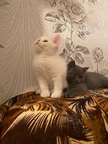 Pişiklər: Britan, Erkək, Dişi, Yaxşı əllərə, Ödənişli çatdırılma, Ünvandan götürmə, Rayonlara çatdırılma — 5