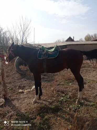 сколько стоит собака породы доберман: Продаю | Жеребец | Полукровка | Конный спорт