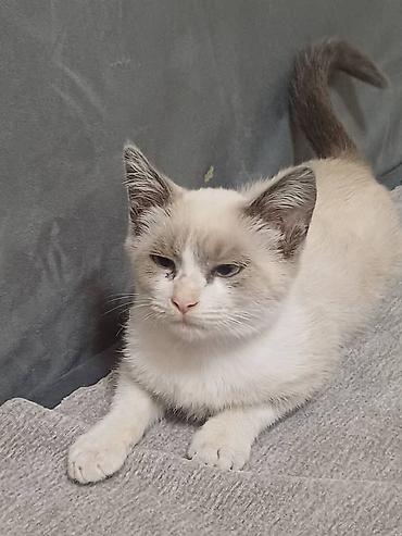 нужна кошка: Отдадим в хорошие руки 🤝 Котёнок активный и любопытный малыш. есть — 8