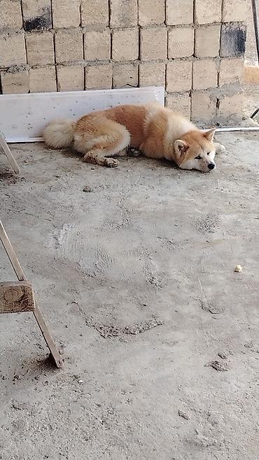 kanada sortu hinduska: Akita-inu — 1