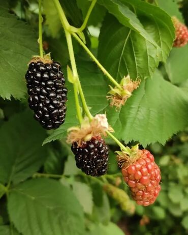 Şitillər: Isdenilen sort var sadece zeng edin catiraq — 5