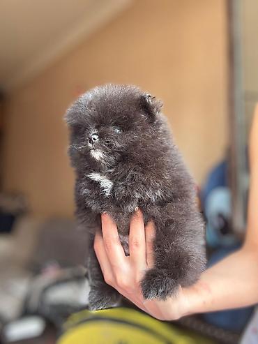 Pişiklər: Şotland — 5