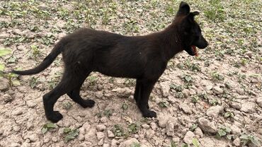 акито собака: Чистокровный овчарка 4 месяцев