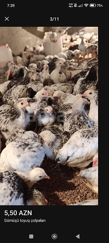 Toyuqlar: ‼️ Serebrist Colpaları Endirim olundu 2 ay yarımlığ tam sağlam — 7