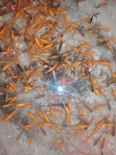 oranda: Qızıl balıq, Sülhsevər, Ünvandan götürmə — 8