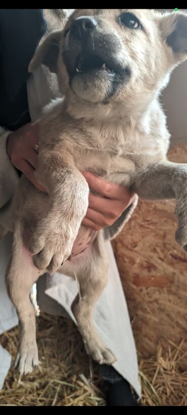 Отдам даром собаку: Щенки метисы, короткошёрстные, среднего предполагаемого размера. Окрас — 10