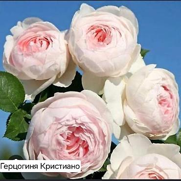 Дом и сад: Плетистые розы (сорта на выбор): Цезарь, Роз де Толбияк, Герцогиня — 3