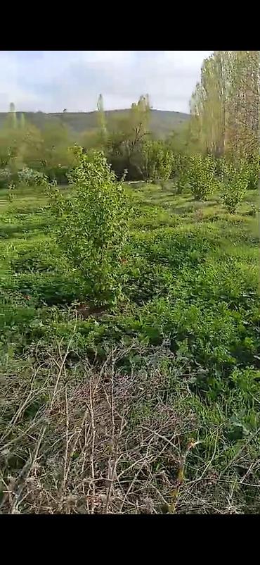 topaq: 14 sot, Tikinti, Mülkiyyətçi, Kupça (Çıxarış) — 3