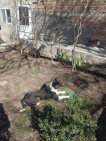 Продажа собак: Колли, 7 месяцев, Самец — 12