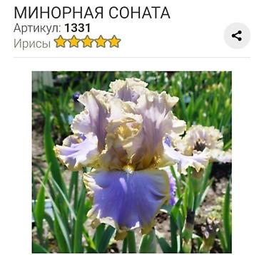 Другие садовые цветы и кустарники: Ирисы бородатые, сортовые в продаже корниделенки по одному вееру🌺 — 15