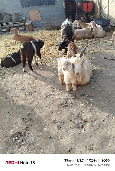 Козы, козлы: Продаю | Коза (самка) | Для молока — 12