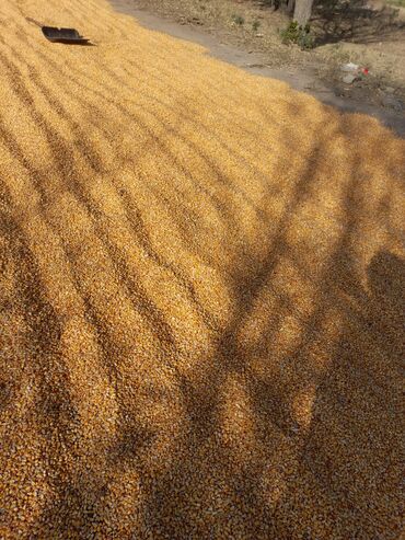 сколько стоит гелик в бишкеке в Кыргызстан | Тюнинг: Кукуруза 4,5 тонна по 16 сорт Майями 
 г. Токмок