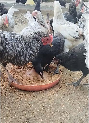 qus vuran: Toyuq cücələri, Ətlik — 3