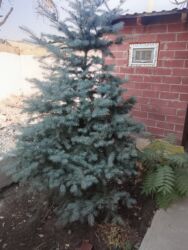 сип панелей: Продается голубой ель высота 2,5метра