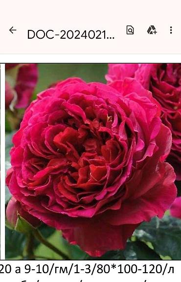 Садовые цветы и кустарники: Корни роз - Крупноцветковая чайно-гибридная роза с — 20