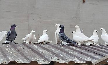 Птицы: Племенных голубей старопородный — 1