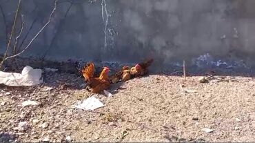 cins toyuqlarin satisi: Toyuq, Damazlıq, Ödənişli çatdırılma