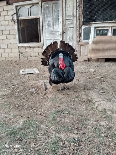 Hinduşka: Erkək, Kanada, Amerika, Yumurtalıq, Ünvandan götürmə, Ödənişli çatdırılma — 6