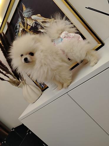 Pişiklər: Britan — 6