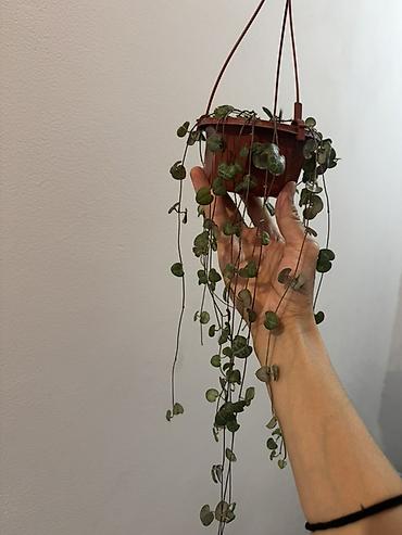 подвесное кашпо: Ампельное комнатное растение Ceropegia woodii (Сердце на ниточке). - — 3