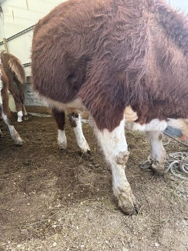 продажа быков: Быки породы Герефорд 🐂 В наличии ухоженные бычки породы Герефорд