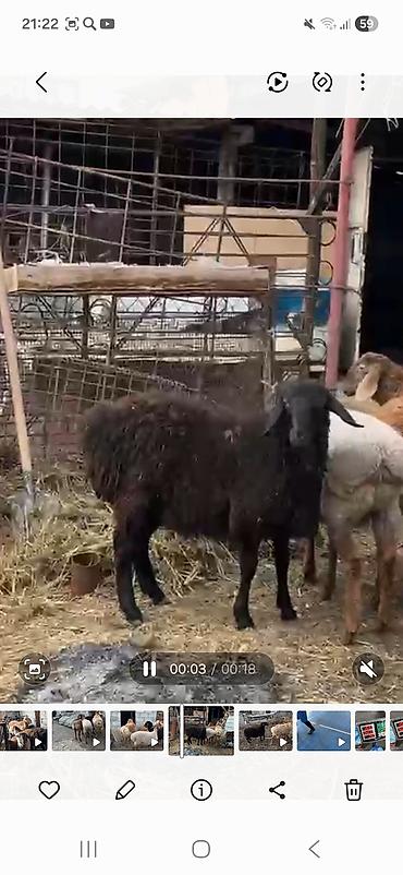 Баран, овца: Продаю | Баран (самец) | Полукровка | Для разведения | Племенные, Осеменитель — 1