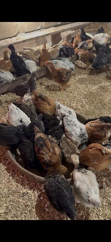 Cücələr: 45,50 günlük tam sağlam aktiv diribaş qarışığ kənd cücələri bütün — 7