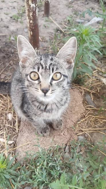 Мышыктар: Котята – домашние мурлыки и маленькие охотники - Возраст: примерно — 3