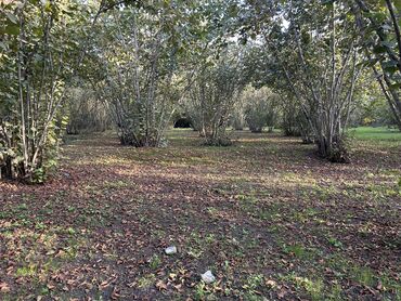 Torpaq sahələrinin satışı: 43 sot, Tikinti, Mülkiyyətçi, Kupça (Çıxarış) -da lalafo.az — 10 Torpaq sahələrinin satışı: 43 sot, Tikinti, Mülkiyyətçi, Kupça (Çıxarış) — 10