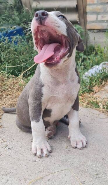 Psi: Američki Stafordski terijer, plavi štenci Na prodaju dva muška šteneta — 5