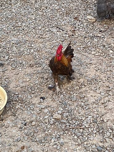 qus: Xoruz 🐓 Yaponka — 3