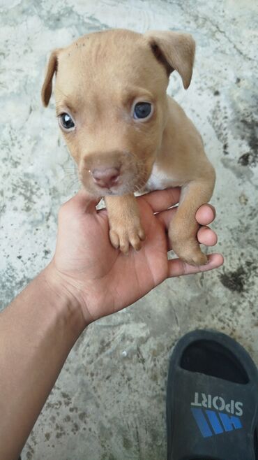İtlər: Pitbul, 2 ay, Erkek, Sənədli, Ödənişli çatdırılma