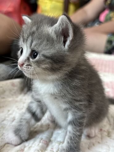 цена на пшеницу на сегодня за наличку: Скотиш Фолд (Шотландиялык шалпаң кулак), 1 айлык, Эркек, Боз