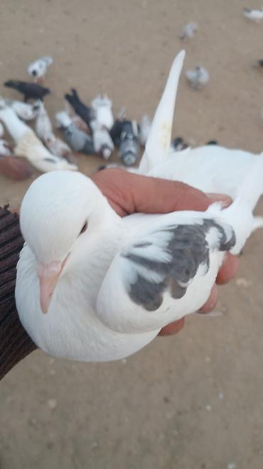 quw qefesi: TUTULMA QUWDAR 10 dene quwdu hamisi qeneddi prablemsiz — 4