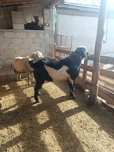 Козы, козлы: Продаю | Козёл (самец) | Для разведения | Осеменитель — 11