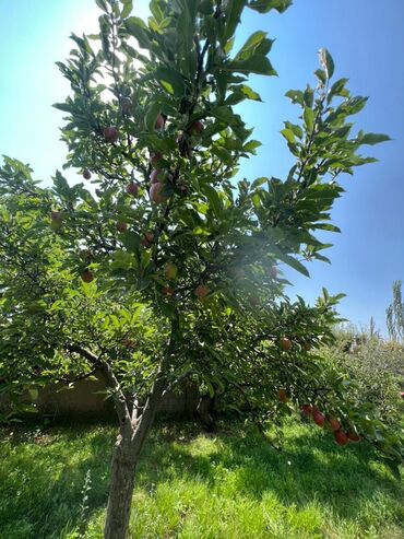 Продажа домов: Времянка, 47 м², 2 комнаты, Агентство недвижимости, Косметический ремонт — 5