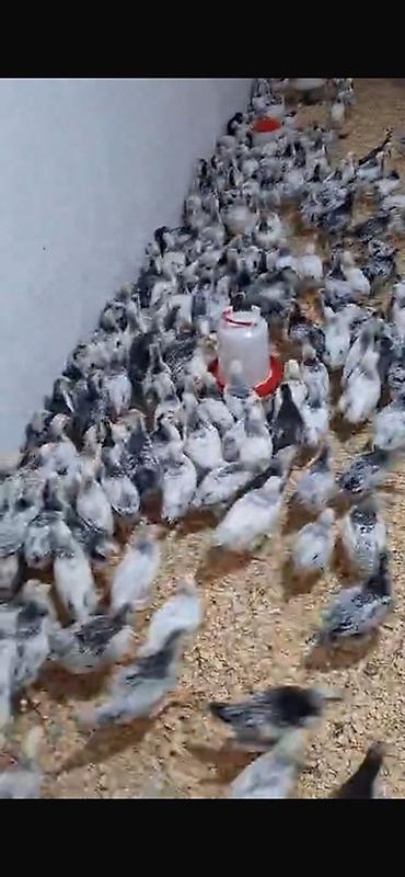 kend cuceleri: Toyuq cücələri, Damazlıq — 2