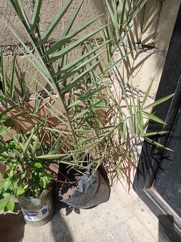 Ağaclar: Xurma ağacları hazır dipcəklərdə 10 manatdan 150 manata kimi ağaclar — 6