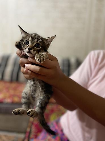 котята норвежской лесной кошки: 1 месяц, Девочка, Серый — 1
