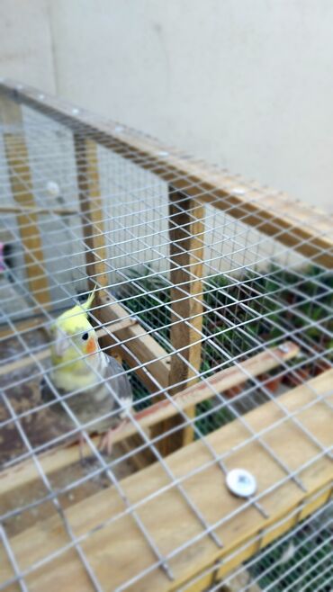 Tutuquşları: 2 disi 1 ərkek 1 yaşları var qefesle bir yerdə satılır qəfəsin uzunu — 10